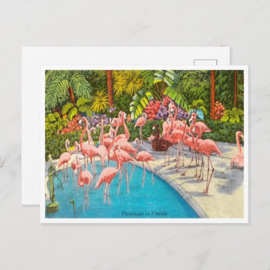  Flamingos in Florida Travel Briefkaart (Voorkant / Achterkant)