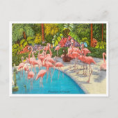  Flamingos in Florida Travel Briefkaart (Voorkant)