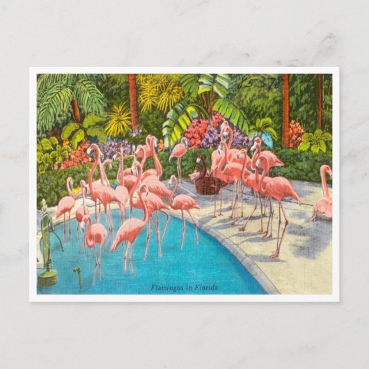  Flamingos in Florida Travel Briefkaart (Voorkant)