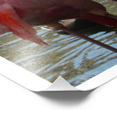 Flamingos in het water door Linda Becker Foto Afdruk (Hoek)