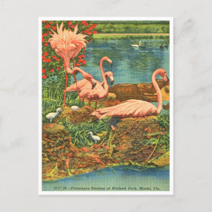  Flamingos in Hialeah Park, Miami, Florida Briefkaart