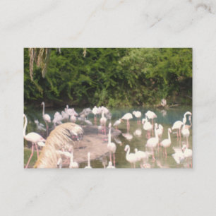 Flamingo's in hun vrije tijd informatiekaartje