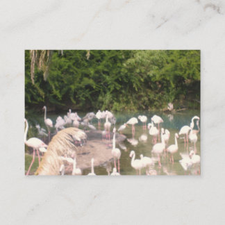 Flamingo's in hun vrije tijd informatiekaartje