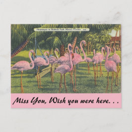 Flamingos in Miami, Florida Briefkaart