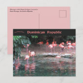 Flamingos in Santo Domingo Dominican Republic Briefkaart (Voorkant / Achterkant)