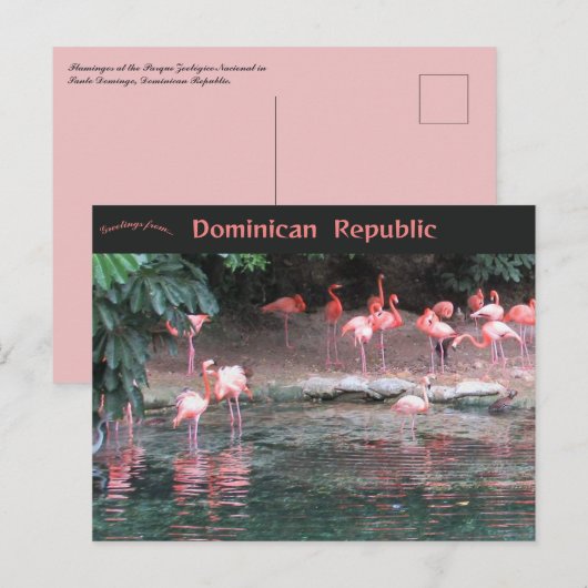 Flamingos in Santo Domingo Dominican Republic Briefkaart (Voorkant / Achterkant)