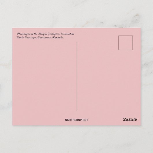 Flamingos in Santo Domingo Dominican Republic Briefkaart (Achterkant)