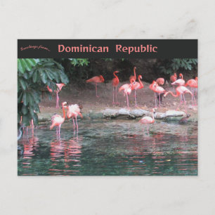Flamingos in Santo Domingo Dominican Republic Briefkaart