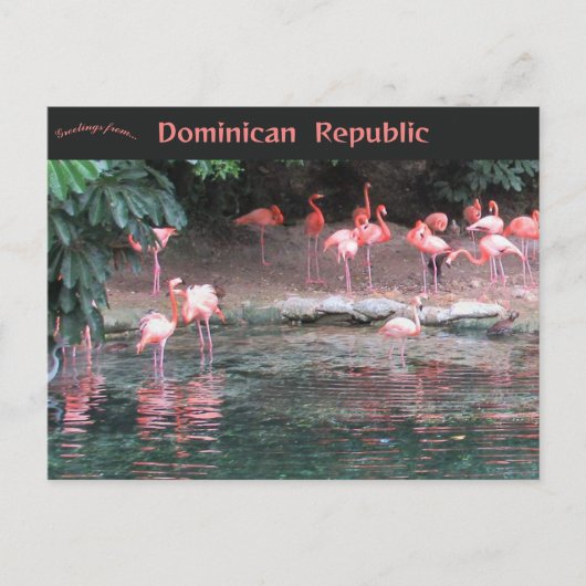 Flamingos in Santo Domingo Dominican Republic Briefkaart (Voorkant)