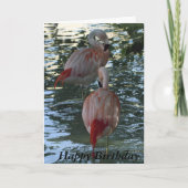 Flamingos Kaart (Voorkant)