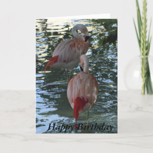 Flamingos Kaart