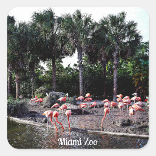 Flamingo's, Miami, Florida Vierkante Sticker