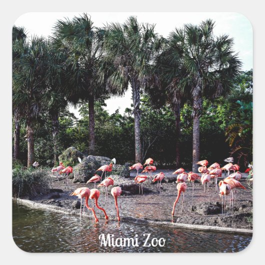 Flamingo's, Miami, Florida Vierkante Sticker (Voorkant)