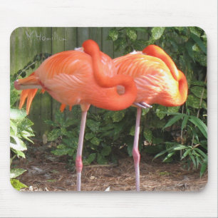 Flamingos Muismat