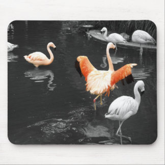Flamingos Muismat