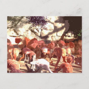Flamingos - Nu is dat roze! (Cartoon Cutout) Briefkaart