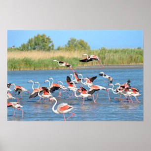 Flamingos op het water in Camargue Poster