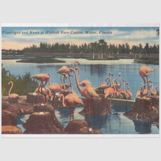  Flamingo's op Nesten in Miami Tissuepapier (Voorkant)