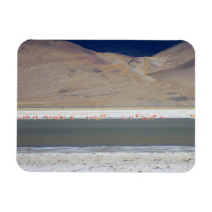 Flamingos op Salar del Huasco, Chili Magneet