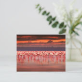 Flamingos op Sunset Briefkaart (Staand voorkant)