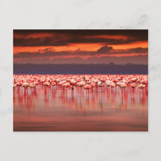 Flamingos op Sunset Briefkaart