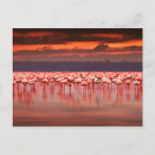 Flamingos op Sunset Briefkaart (Voorkant)