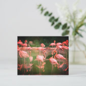 Flamingos Pink Briefkaart (Staand voorkant)