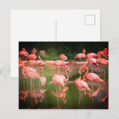 Flamingos Pink Briefkaart (Voorkant / Achterkant)