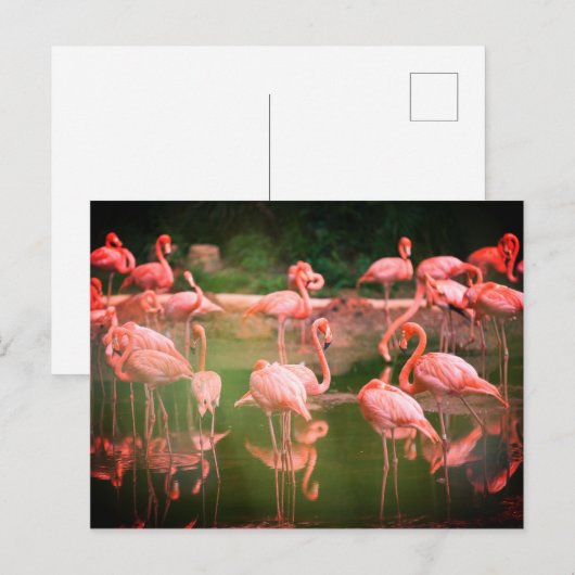 Flamingos Pink Briefkaart (Voorkant / Achterkant)