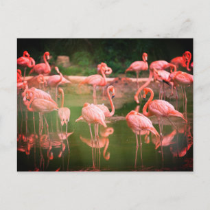 Flamingos Pink Briefkaart