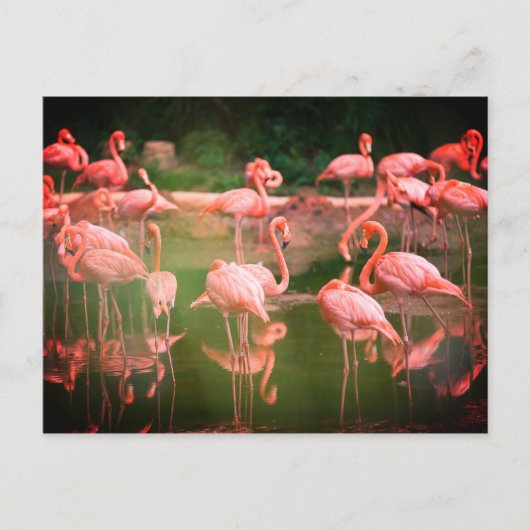 Flamingos Pink Briefkaart (Voorkant)
