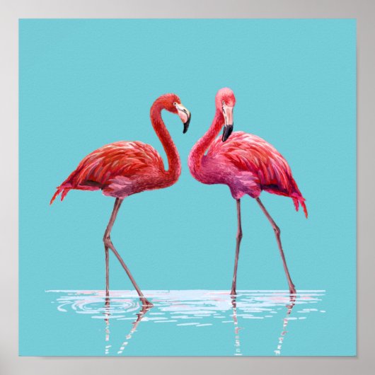 Flamingos Poster (Voorkant)