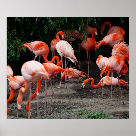 Flamingos Poster (Voorkant)