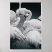 Flamingos Poster (Voorkant)