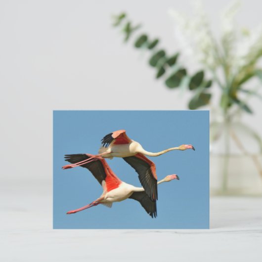 Flamingos tijdens de vlucht briefkaart (Staand voorkant)