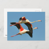 Flamingos tijdens de vlucht briefkaart (Voorkant / Achterkant)