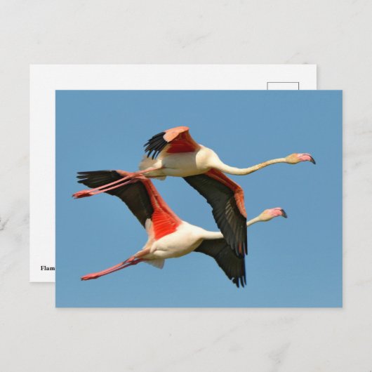 Flamingos tijdens de vlucht briefkaart (Voorkant / Achterkant)