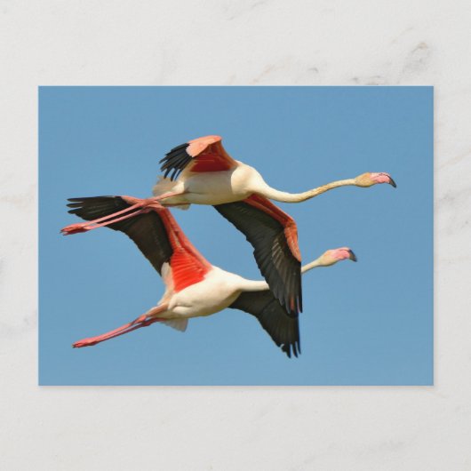 Flamingos tijdens de vlucht briefkaart (Voorkant)
