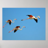 Flamingos tijdens de vlucht poster (Voorkant)