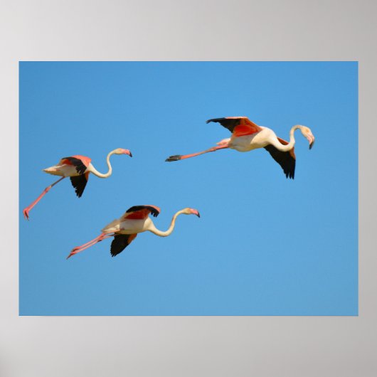 Flamingos tijdens de vlucht poster (Voorkant)