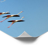 Flamingos tijdens de vlucht poster (Hoek)