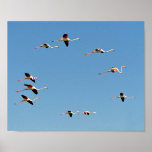 Flamingos tijdens de vlucht poster