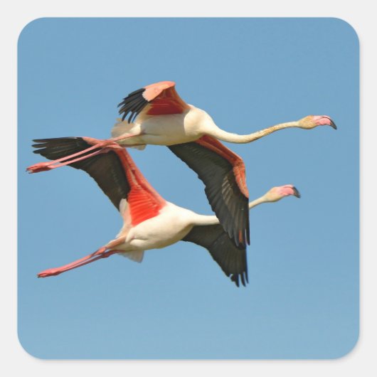 Flamingos tijdens de vlucht vierkante sticker (Voorkant)