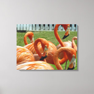 Flamingo's van dichtbij canvasprint canvas afdruk