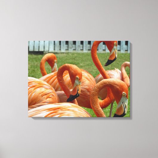 Flamingo's van dichtbij canvasprint canvas afdruk (Voorkant)