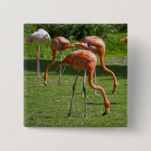Flamingo's Vierkante Button 5,1 Cm (Voorkant)