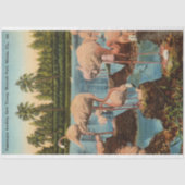 flamingo's voeden hun jonge Miami Florida Tissuepapier (Voorkant)