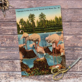  flamingo's voeden hun jonge Miami Florida Tissuepapier