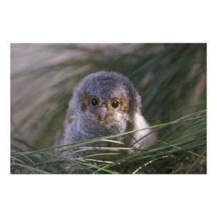 Flammulated Owl Chick Photography Foto Afdruk