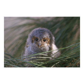 Flammulated Owl Chick Photography Foto Afdruk